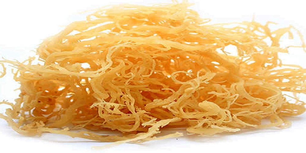 Why You Need Sea Moss Wholesale